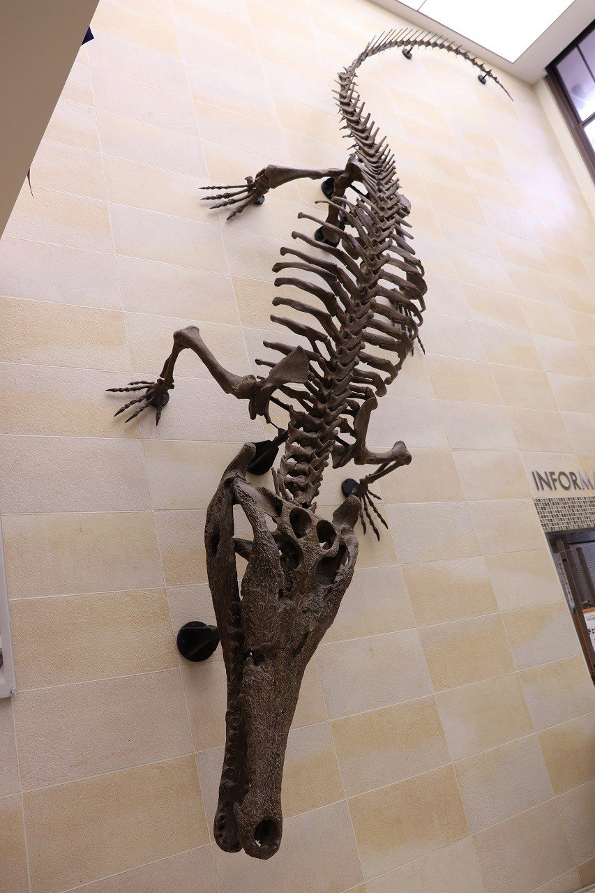 🏛️ 오사카대학 종합학술박물관(오사카다이가쿠소고가쿠주쓰하쿠부쓰칸)